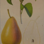 visuel poire Ô Jardins