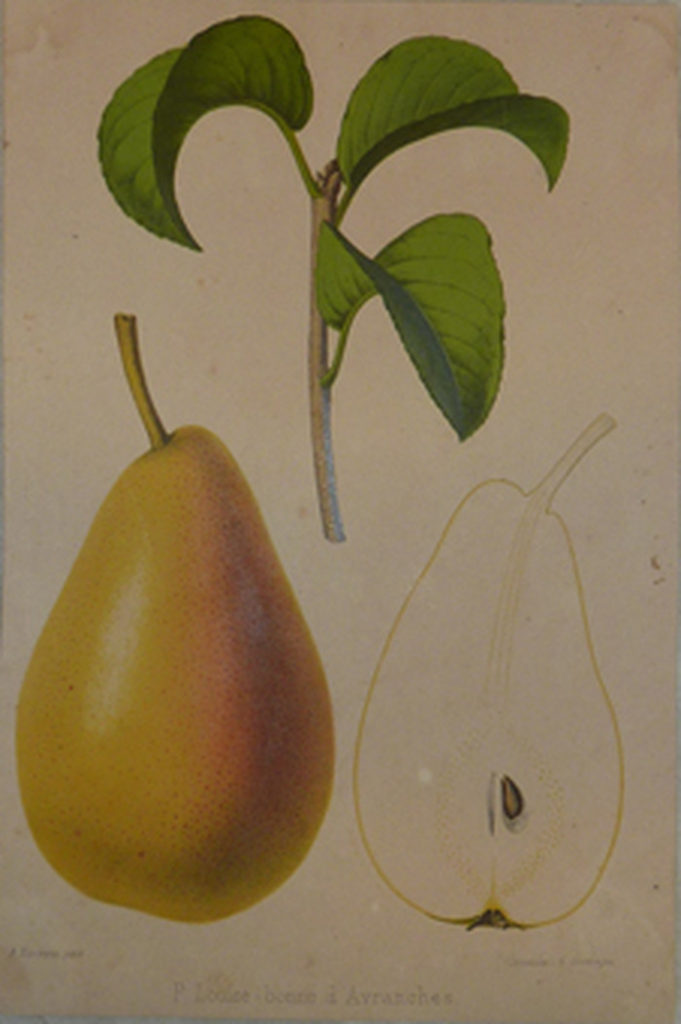 visuel poire Ô Jardins