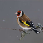 compter les oiseaux