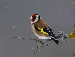 compter les oiseaux