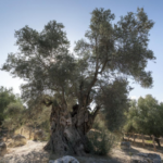photographie d'un arbre de Crête de Jean-Pascal Biville